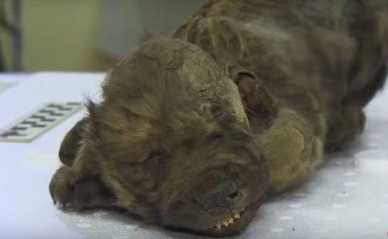 VIDEO U Sibiru pronađeno zamrznuto štene staro 18.000 godina